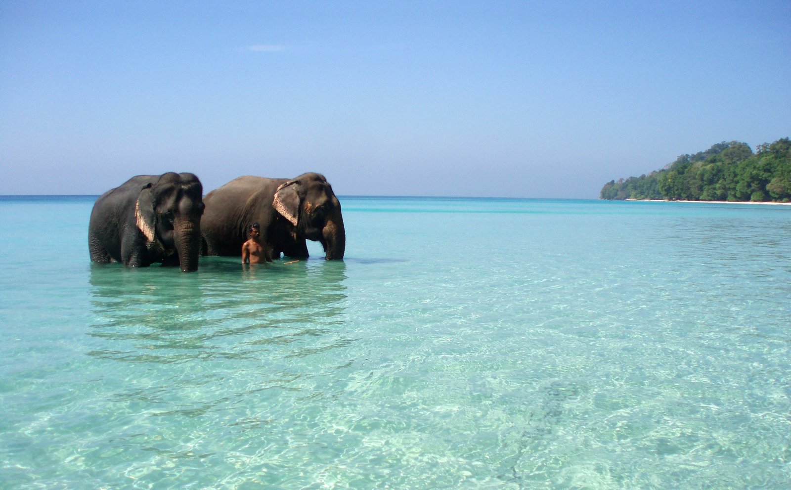 Next - Andaman and Nicobar Islands in India 1 Elephants in Andaman and Nicobar Islands