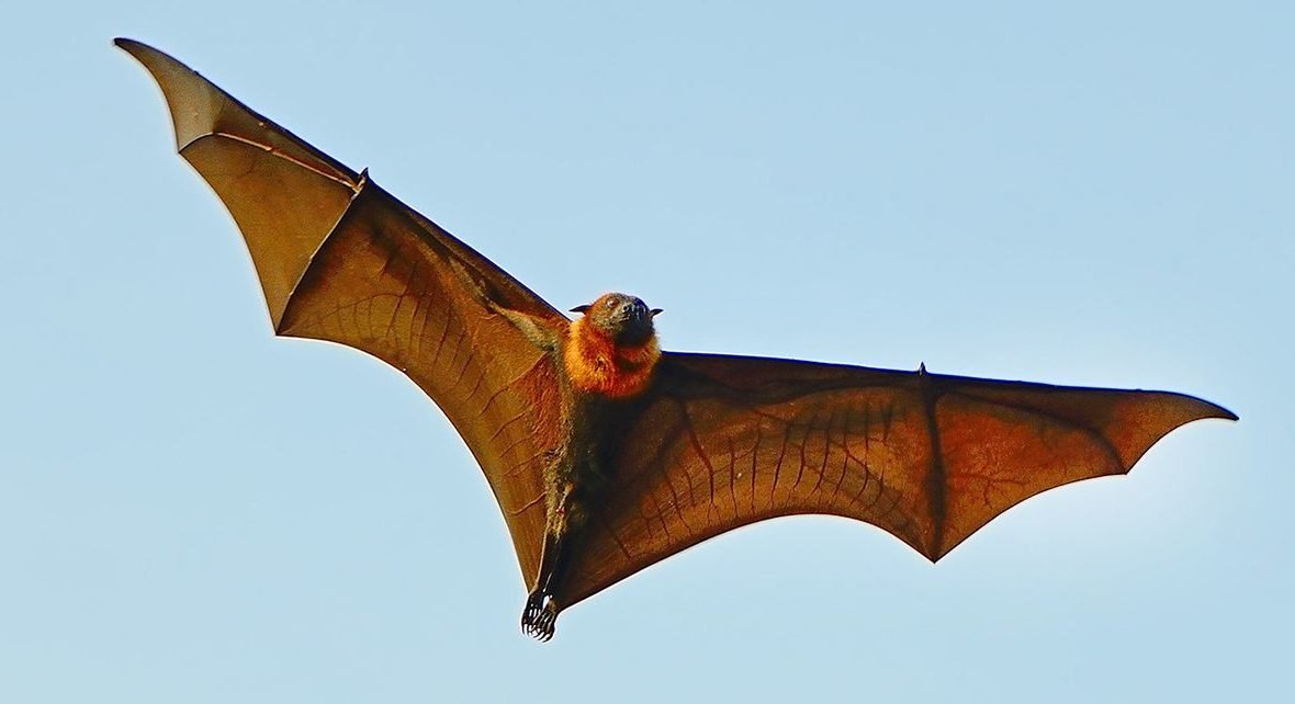 The flying dogs 1 762226 1180x642 1